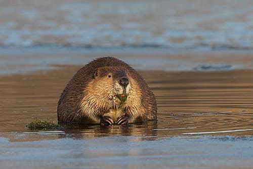 Beaver-foraging in early winter Wildlife Print